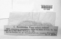 Ascomyces caerulescens image